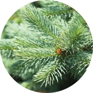 Fir Silver Essential Oil - Living Libations